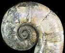Heteromorph Ammonite (Audouliceras) Fossil - Volga River, Russia #47628-2